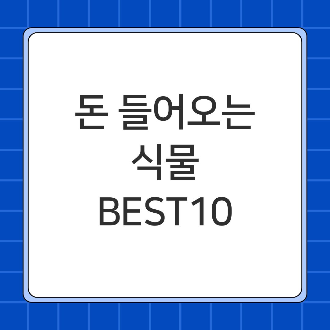 돈 들어오는 식물 BEST10